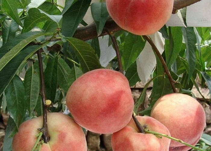 桃树采果后肥水如何科学管理？