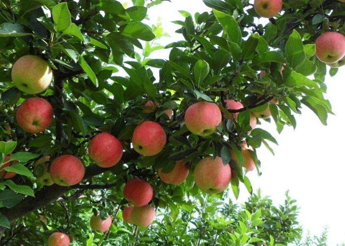 如何提高苹果树树体营养积累