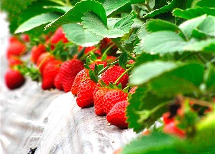 草莓要高产  定植是关键